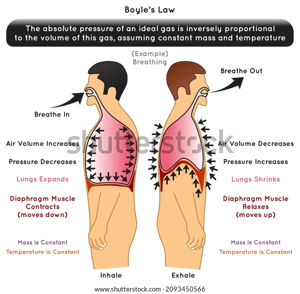 Boyle Law Infographic Diagram Example Breathing Stock Vector (Royalty ...