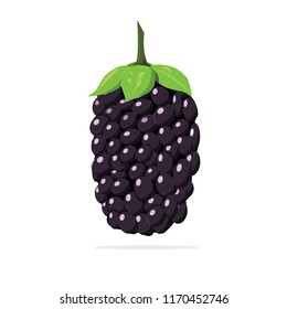 boysenberries fruit vector illustration