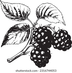  Boysenberry en blanco y negro, conjunto de plantillas vectoriales para corte e impresión