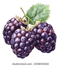 Boysenberry fruta aquarela clipart ilustração