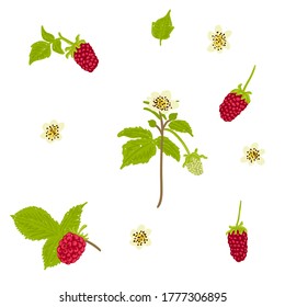 Conjunto de ilustraciones vectoriales dibujadas a mano por Boysenberry. Colección de ilustraciones vectoriales de frambuesa. Cereza de mora, fruta, hojas, flores