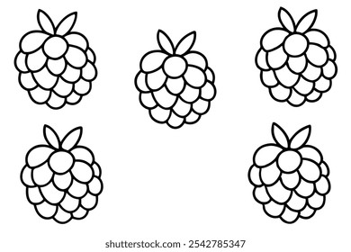 Boysenberry Line Art Illustration with Floral Details