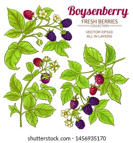 Boysenberry Vector Set  On White Background