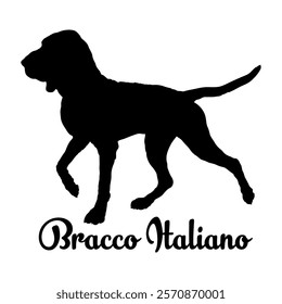 Bracco Italiano dog silhouette, dog breeds, logo, vector, silhouette,  animal, illustration, icon, sign, design, black, symbol, pet, love
