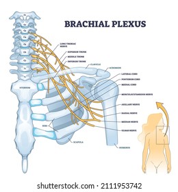 Brachial plexus network of nerves in the shoulder structure outline concept. Labeled educational skeletal scheme with neurology graphic vector illustration. Human nervous system corde or trunk example