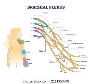 Estructura del plexo braquial como concepto de esquema de red de los nervios de los hombros aislados. Esquema de descripción anatómica detallado y con etiquetas con troncos, divisiones, cuerdas y ramas ilustraciones vectoriales