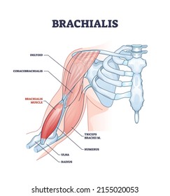 Brachialis Muskel mit menschlichem Arm und Schulter Knochen Struktur Diagramm. Unterrichtsmedizinisches Deltoid- und Coracobrachialis-Schema mit einer detaillierten Beschreibung der Vektorgrafik.