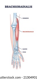 Brachioradialis muscle medical location with anatomical bones outline diagram. Labeled educational scheme with hands inner structure and muscular description vector illustration. Body and arm parts.