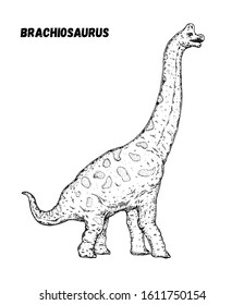 Brachiosaurus dinosaur hand drawn sketch. Vector illustration. Herbivorous dinosaur. 