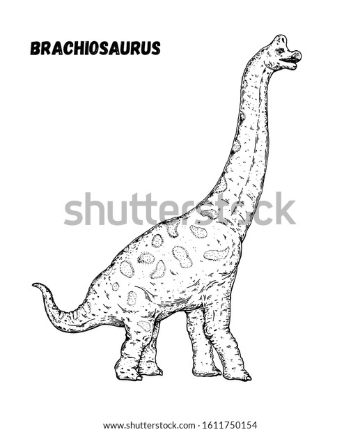 ブラキオサウルス恐竜の手描きのスケッチ ベクターイラスト 草食恐竜 のベクター画像素材 ロイヤリティフリー