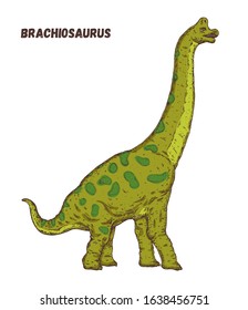 Brachiosaurus dinosaur hand drawn. Vector illustration. Herbivorous dinosaur.