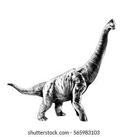 Brachiosaurus dinosaur sketch vector