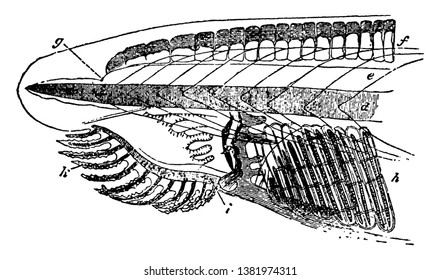 Brachiostoma is one of the few living genera of lancelets, vintage line drawing or engraving illustration.