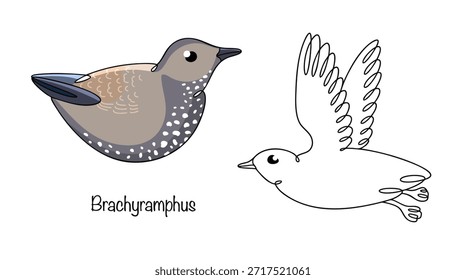 Brachyramphus. Zwei Murrelets in verschiedenen Posen gezeichnet. Ein kleiner Seevögel mit einem steinigen Aufbau, dunklem Gefieder und weißen Flecken auf Brust und Wangen. Ein einfacher Vektor für verschiedene Zwecke. 