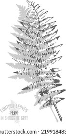 Bracken Fern Vector Silhouette. A Set Of Decorative Fern Branch With Leaves Silhouette For Further Color Application. Line Art Of Western Brackenfern In Shades Of Gray. Pteridium Aquilinum Outline.