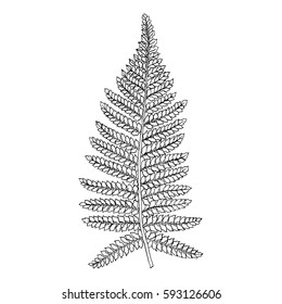 Bracken, hand drawn contour, isolated on white background. 