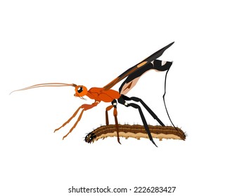 Braconidae hunting for prey on a white background.