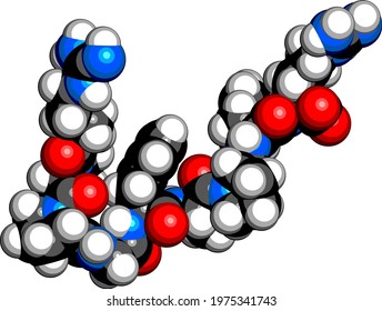 Bradykinin peptide molecule. 3D rendering. Atoms are represented as spheres with conventional color coding: hydrogen (white), carbon (grey), oxygen (red), nitrogen (blue). svg