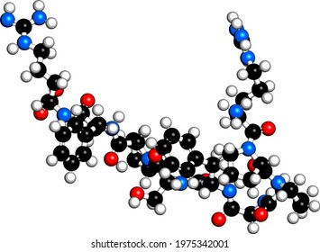 Bradykinin peptide molecule. 3D rendering. Atoms are represented as spheres with conventional color coding: hydrogen (white), carbon (grey), oxygen (red), nitrogen (blue). svg