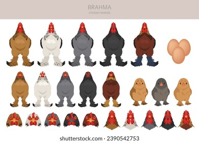 Brahma Chicken breeds clipart. Poultry and farm animals. Different colors set.  Vector illustration