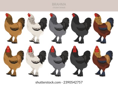 Brahma Chicken breeds clipart. Poultry and farm animals. Different colors set.  Vector illustration