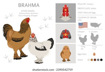 Brahma Chicken breeds clipart. Poultry and farm animals. Different colors set.  Vector illustration