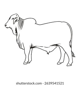 brahman bull outline with separate white background