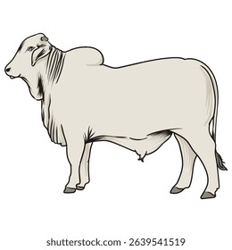 brahman bull with separate white background