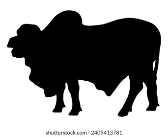 Brahman Bull silhouette vector art white background