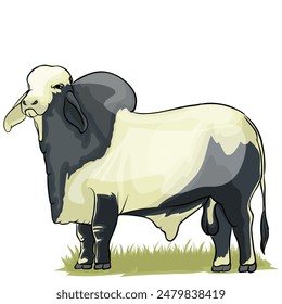 brahman bull is standing in a green meadow