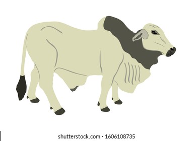 Brahman bull vector illustration isolated on white background. White Brahman cow. Zebu ox.