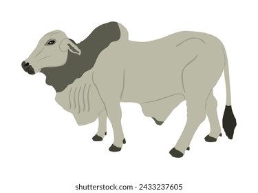 Brahman bull vector illustration isolated on white background. White Brahman cow. Zebu ox.