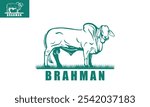 brahman cattle standing logo, great silhouette of big cow in farm vector illustrations