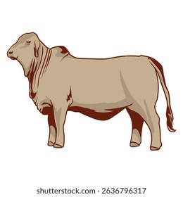 brahman cow with separate background