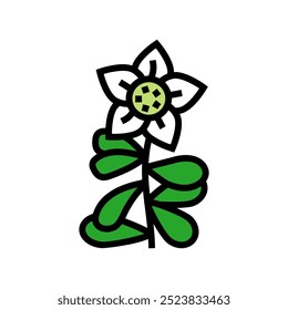 brahmi ayurvedic herb color icon vector. brahmi ayurvedic herb sign. isolated symbol illustration