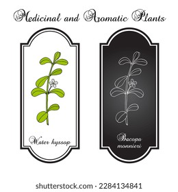 Brahmi (Bacopa monnieri ) or waterhyssop, thyme-leafed gratiola, water hyssop, herb of grace, Indian pennywort. Medicinal plant. Hand drawn botanical vector illustration