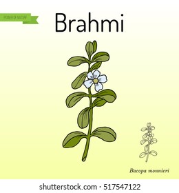 Brahmi (Bacopa monnieri ) or waterhyssop, thyme-leafed gratiola, water hyssop, herb of grace, Indian pennywort. Medicinal plant. Hand drawn botanical vector illustration