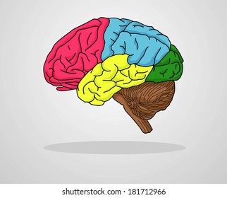 Brain