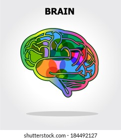 Brain
