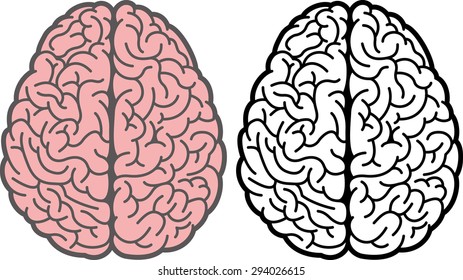 Brain