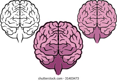 brain