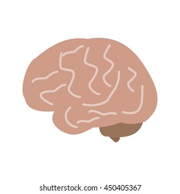 Brain