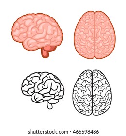 brain