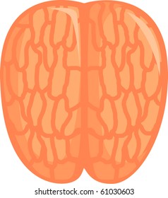 brain