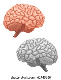 brain