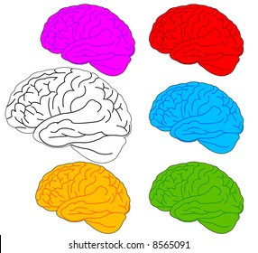 brain