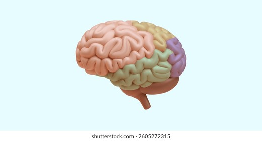 Brain in 3d realistic style. Functional areas of the human brain. Vector illustration