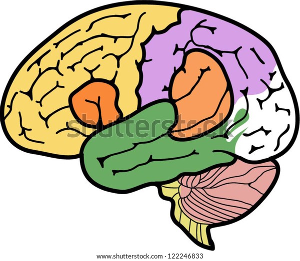 Brain Stock Vector (Royalty Free) 122246833