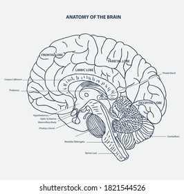 BRAIN ANATAOMY LINE ILLUSTRATION VECTOR