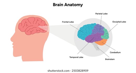 Brain anatomy areas parts functions. Cerebral cortex. Frontal, Somatosensory cortex, parietal, occiptal, temporal lobe. Colorful section infographic diagram and visual system